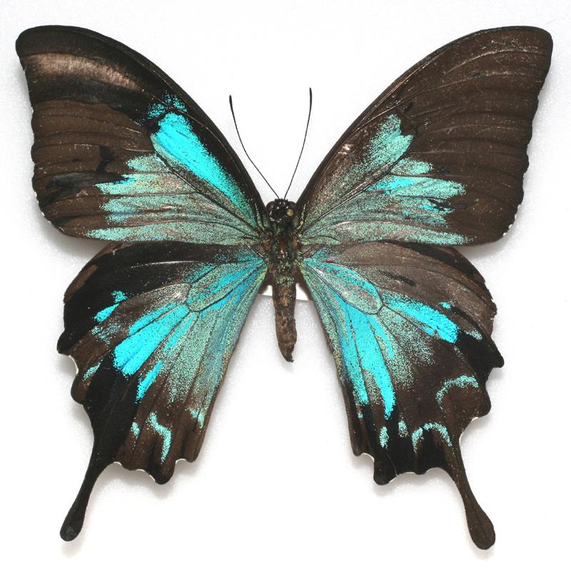 Papilio ulysses (mosaic gynandromorph) Internet Image property of respective owner, non-commercial use only